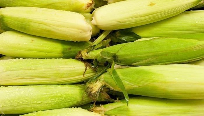 Sweet corn crop is ‘fabulous’ but may soon suffer from heat