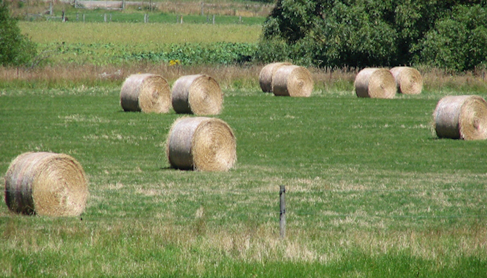 Drought Deepens, Ripples Hay Market