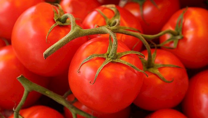 It's tomato time in Iowa