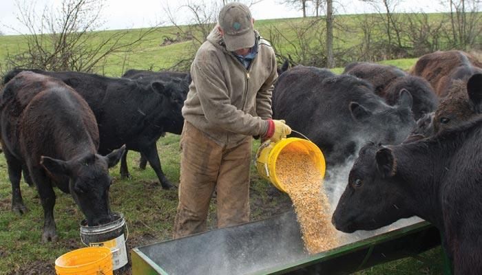 Cattle Feeding Returns
