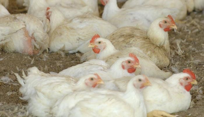 Broilers: Iowa down 50 Percent