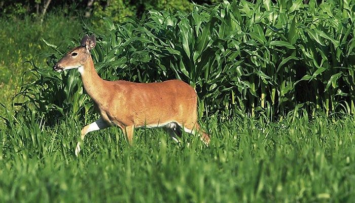 Iowans at 'high risk' for deer collisions, according to study