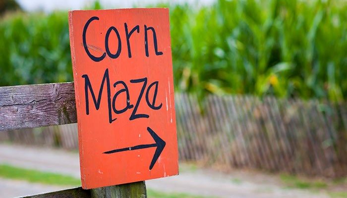 Fall is here, and this is where you'll find pumpkins, apples and corn mazes.