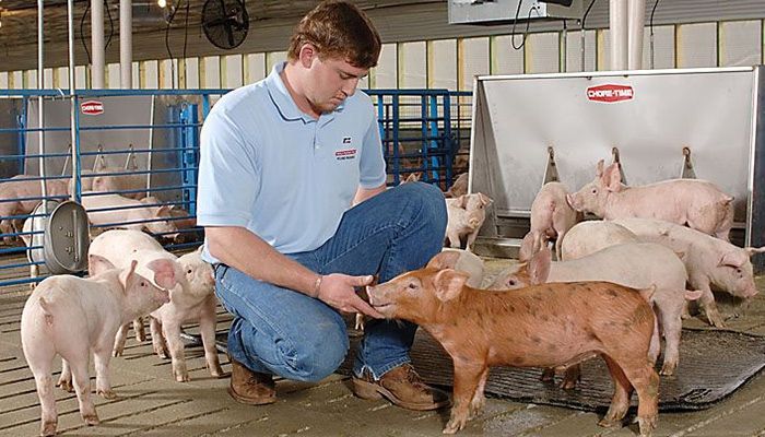 Michael Jackson and his pigs