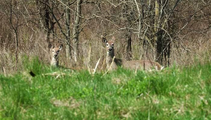 It's that time in Iowa: State warns drivers to be wary of deer
