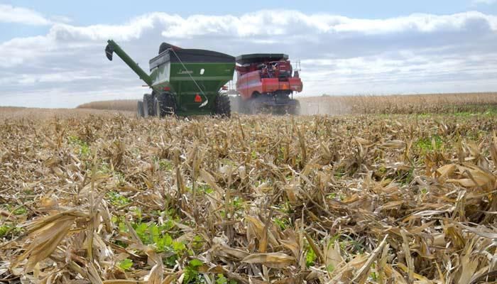 How to use cover crops to reduce nitrate loss