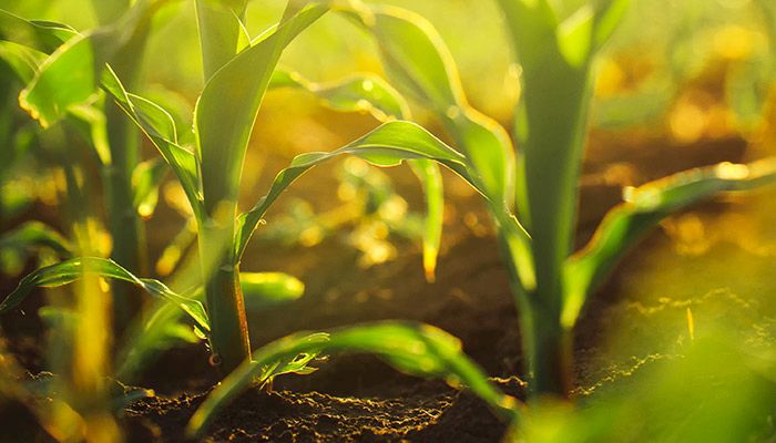 Webinar: Improving Your Crop Risk Management