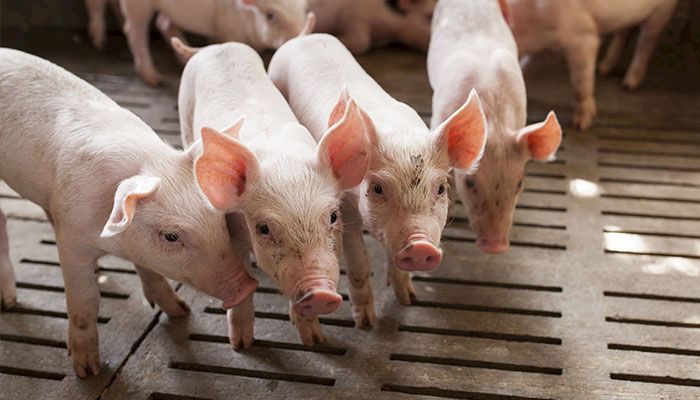 hogs in barn