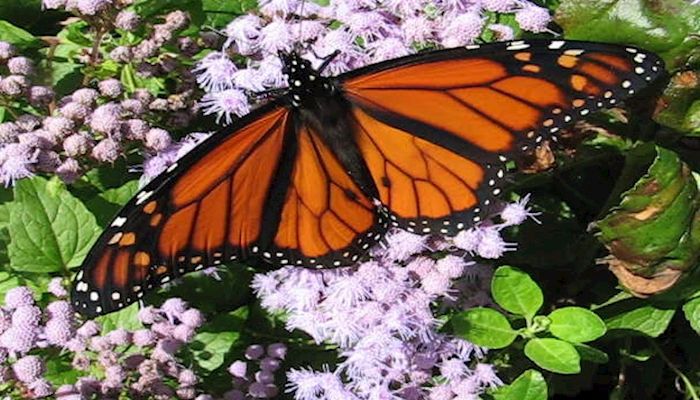 Farmers and Ranchers Can Improve Pollinator, Monarch Habitat