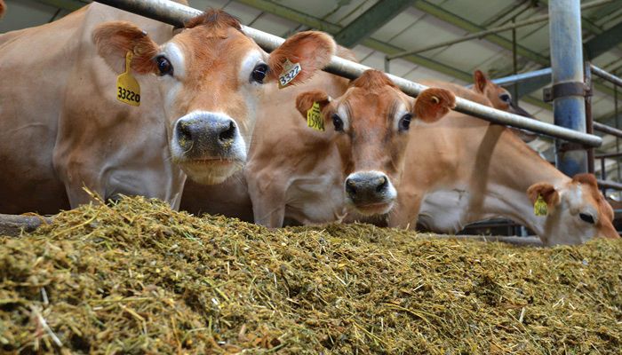 Enrollment Reopen for Dairy Protection Program