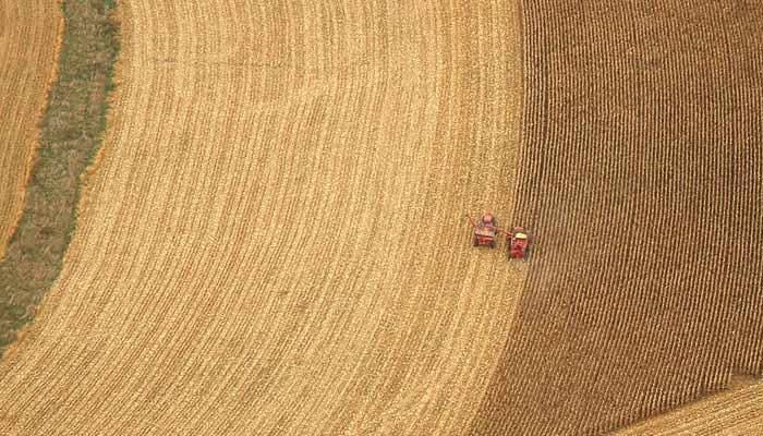 Corn yields exceptionally high relative to soybeans