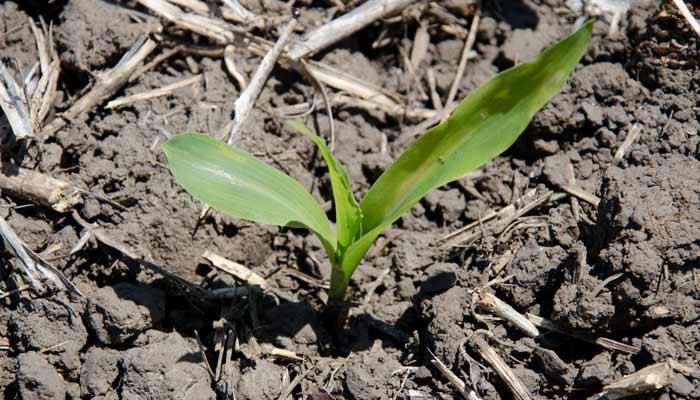 With hail hitting corn and soybeans, should you replant?