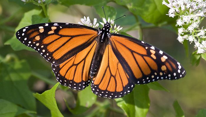 Monarch Butterfly