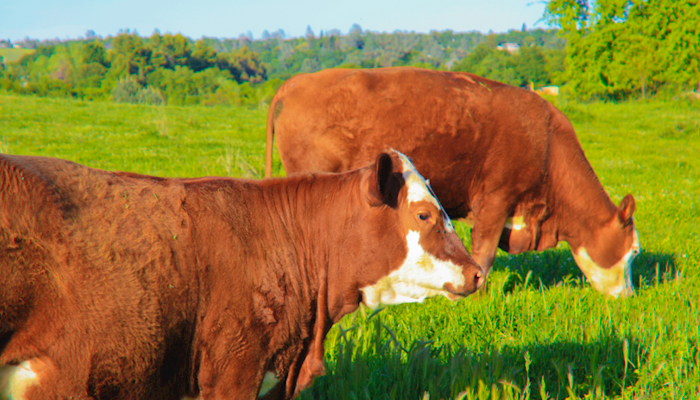 Pasture, Rangeland and Forage… A Potential Solution
