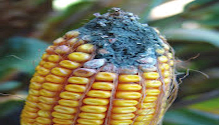 Mycotoxins and Deterioration in the 2018 Corn Crop