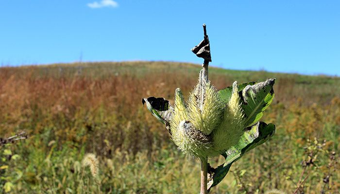 MIlkweed