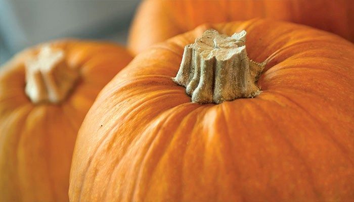 Cultivating Pumpkins and Fall-Time Traditions