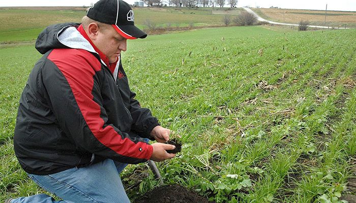 Iowa farmer with cover crops