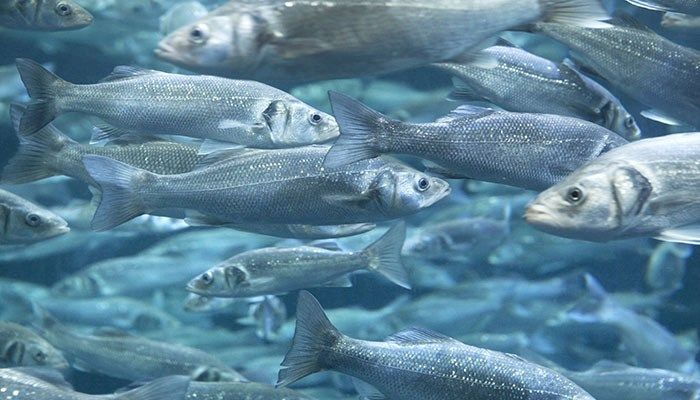 Aquaculture conference slated for March 22 - 23 in Ames
