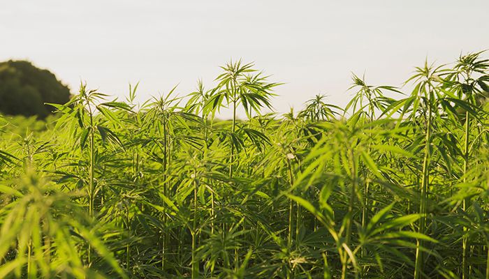 State Ag Department working on rules for industrial hemp