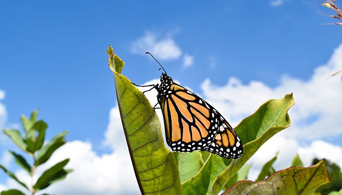 Maximizing pollinator habitat on your land webinar on May 28