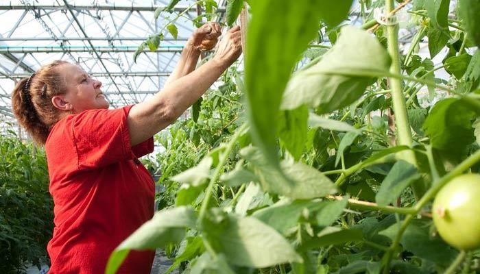 Proposed hydroponic tomatoes facility could bring 50 jobs to Mason City