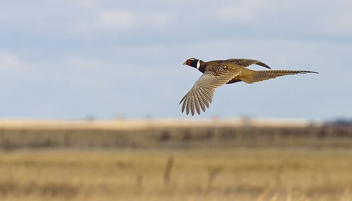 Pheasant