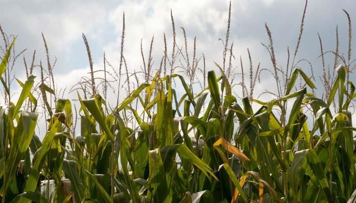 Corn production forecast for 2019/20 reduced by 1.350 billion bushels due to planting delays