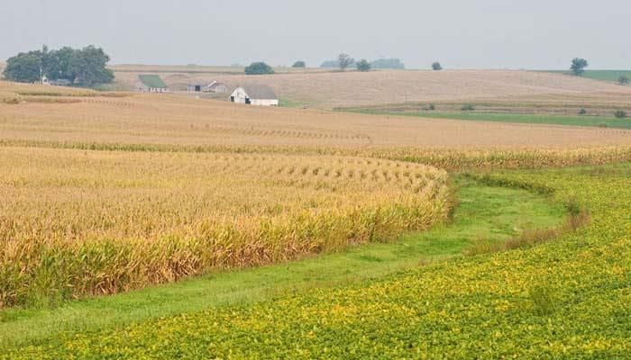 Standing corn can be used as a snow fence