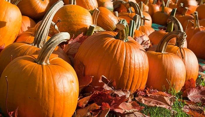 Record pumpkin weighed in at Anamosa Pumpkinfest