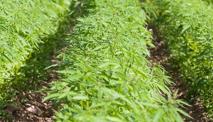 USDA establishes domestic hemp production program