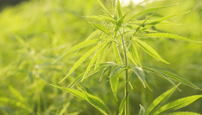 Iowa's hemp program is now under development