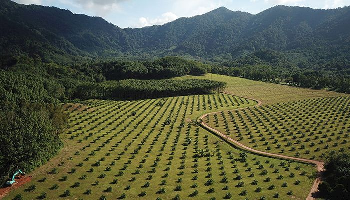 Brazillian agriculture