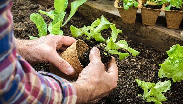 USDA to conduct the 2019 census of horticultural specialties