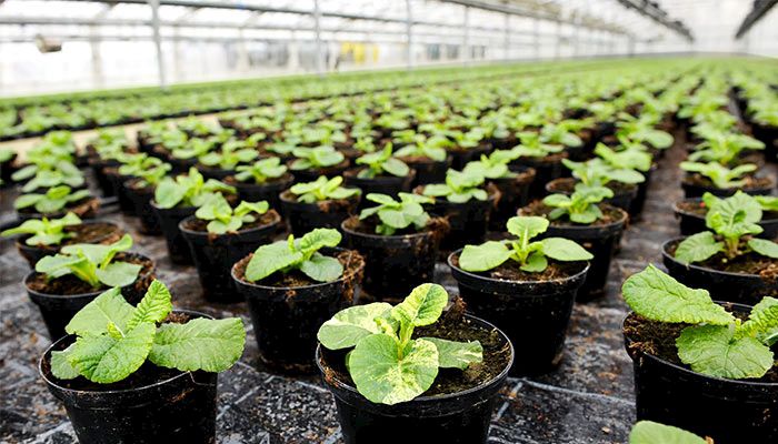 Horticultural Crop Enterprise Budgets 