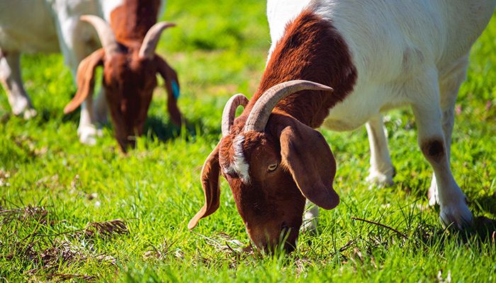 Meat goats