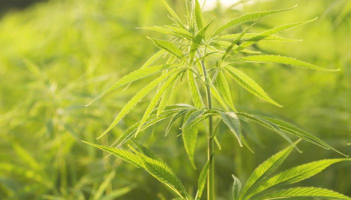 Farmers Can Now Apply for Iowa Hemp License