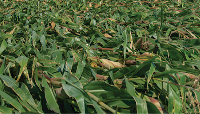Legal advice for derecho damaged crops