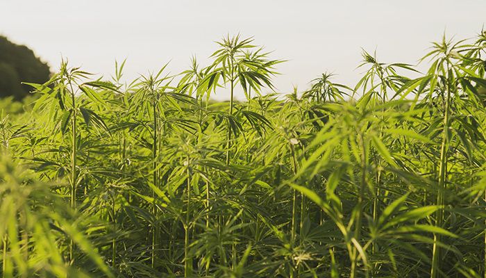 Some of Iowa's first hemp crop had to be destroyed