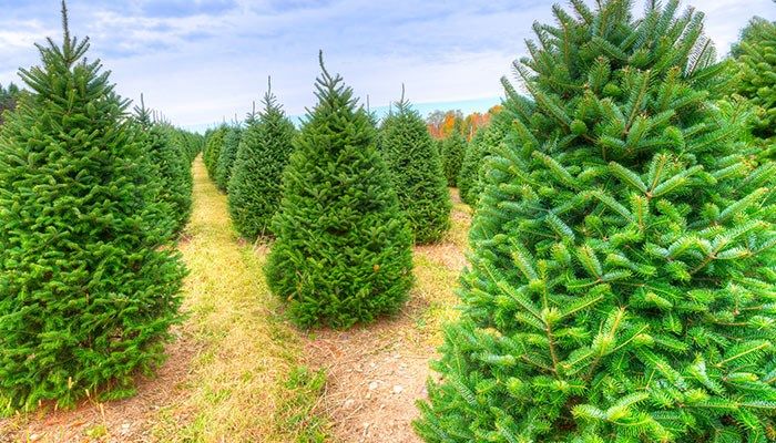 Potential record season ahead for Iowa Christmas tree growers