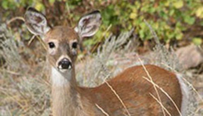 New information on chronic wasting disease for hunters, farmers, landowners in Iowa