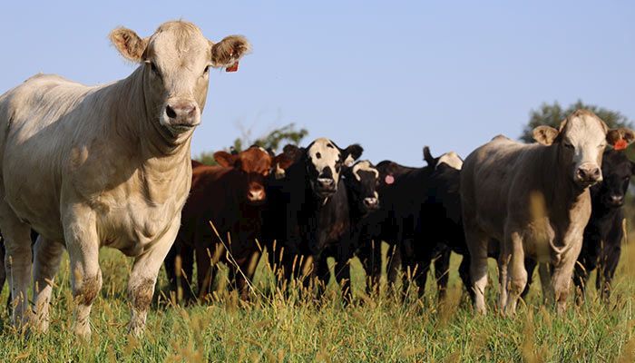 Cattle grazing in pasture