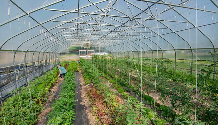 High tunnel produce production