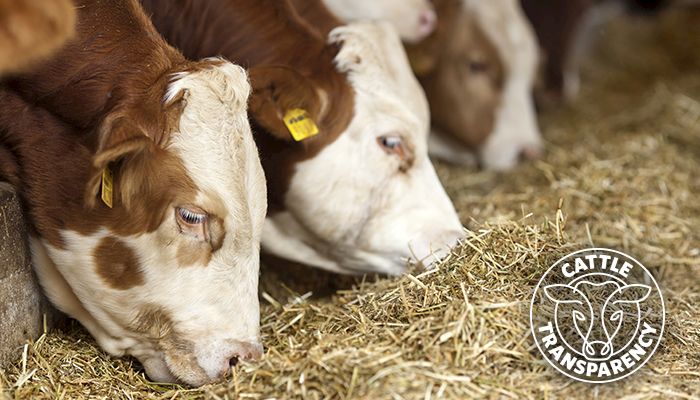 Senate Ag Committee to hold cattle market transparency hearing on June 23