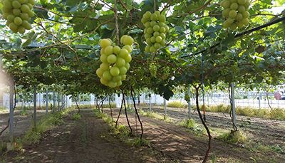 Yamanashi grapes