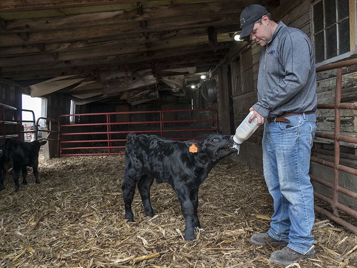 farmer with a fluffy cow farmer feeding a fluffy calf