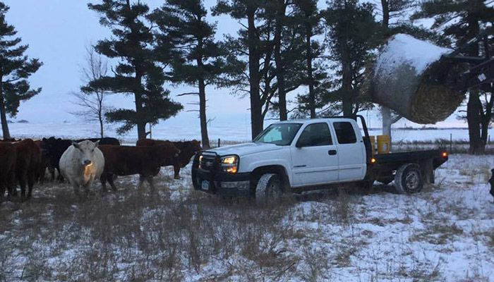Gary providing bedding as a ground barrier for cattle