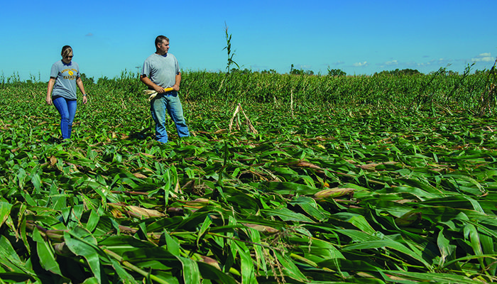 Farmers Shonda Hahn and Jeret Jiras survey their crop damage in Johnson County.