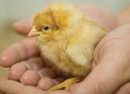 baby chick