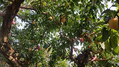 Yamanashi peaches